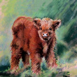 Image of The Little Highland Bull Calf at 3 days old by Hillary Barker